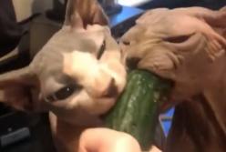 Вы видели, чтобы коты так жадно ели огурцы? (видео)