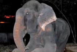 Слон плакал от радости, когда понял, что его освободили после 50 лет заточения (видео)