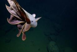 Исследователи обнаружили осьминога, похожего на привидение (видео)