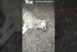 В России мужчина голыми руками задушил волчицу (видео)