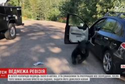 Медведь разгромил машину и заснул (видео)