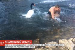 В Херсоне лебедь прогнал мужчину с озера (видео)