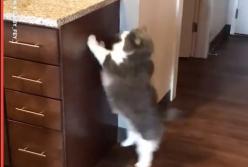 Толстый кот не может запрыгнуть на комод: еще одна попытка (видео)