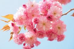 Красивее, чем в Японии: тысячи туристов уже приехали в Ужгород посмотреть на цветение сакуры (видео)