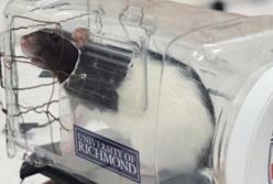 Ученые научили крыс управлять мини-автомобилем (видео)