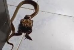 Не по зубам: змея не справилась со слишком большой лягушкой (видео)