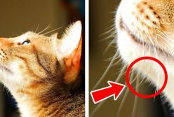 Забавные факты о котах, чтобы влюбиться в них еще сильнее (видео)