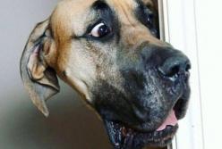 Эта собака научилась двигать стул, чтобы залезть на стол (видео)