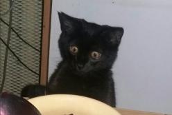 Сеть покорил кот, который пытается украсть кусок торта (видео)