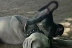 Собака и кот усыновили двух малышей-бабуинов (видео)