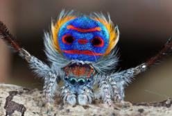 Новые виды пауков-павлинов открыли в Австралии (видео)