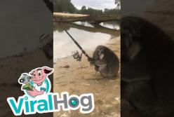 Коала нашла удочку и "решила рыбачить": забавное видео