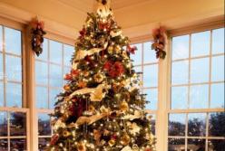 Как выбрать самую лучшую новогоднюю елку? (видео)