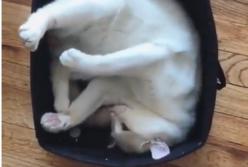 Котенок пытается примоститься в корзинке (видео)