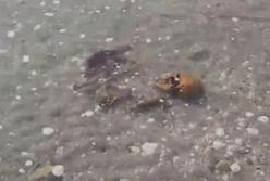 Десятки человеческих черепов и кости обнаружили на Николаевщине (видео)