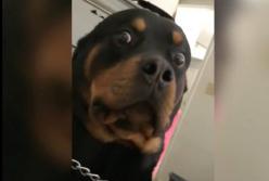 "Умираю!" Собака орет, как будто режут: на самом деле ей делают маникюр (видео)