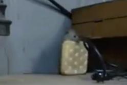 Неугомонная мышка хочет спрятать печенье на полку, но не знает, как? (видео)