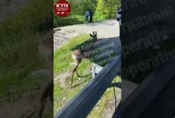 В Киеве возле станции метро заметили оленя (видео)