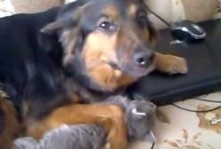 "Никому не отдам! "- собака-мать и котенок-сын (видео)