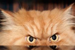 "Отстань!" - самый не милый кот в мире (видео)