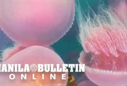 На Филиппинах воды опустевших пляжей заполнились розовыми медузами (видео)