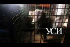 Одесситка в однокомнатной квартире замучила 15 собак и угрожала взорвать дом (видео)