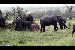 В Африке сняли на видео уникального розового слоненка