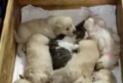 Сердобольная кошка нянчит восьмерых щенков, пока их мама отдыхает от детей (видео)