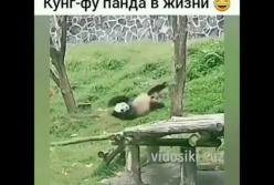Неуклюжие панды насмешили Сеть (видео)