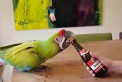 Попугай научился открывать бутылку с пивом своим клювом (видео)