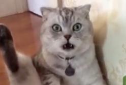 Говорящий кот покорил Сеть (видео)