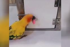 Попугай-рецидивист: на видео попал самый маленький взломщик на свете (видео)