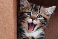 Смешно до слез: забавные коты покорили Сеть (видео)
