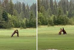 Драка двух медведей рассмешила Сеть (видео)