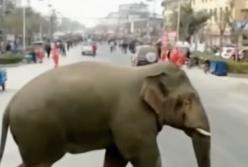 Дикий слон гулял по городским улицам: откуда он взялся? (видео)
