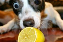 Сеть рассмешила реакция собаки на лимон: а он кислый! (видео)