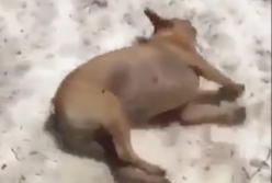 Умный пес додумался чесать себе спинку, катаясь с горки вверх лапами (видео)