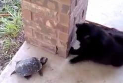 Быстрая черепаха догоняет кота (видео)
