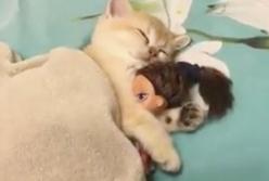 "Баю-бай!" Рыжий котенок уснул, обняв куклу (видео)