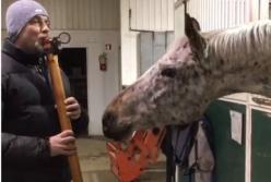Смешные лошадки, которые покорили интернет (видео)