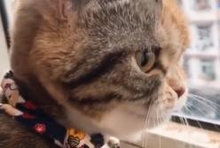 Сеть насмешил котенок, который “каркает” как ворона (видео)