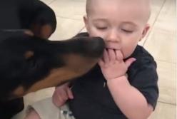 Наглый пес ворует еду у малыша (видео)