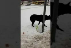 Во Львове мужчина бросил собаку на морозе, оставив с ней записку (видео)