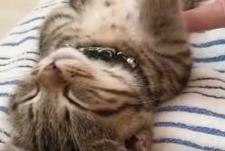  Никто не смог разбудить этого котенка! (видео)