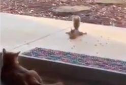 "Не догонишь!" Наглая белка дразнит кота (видео)