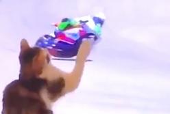 Умный кот сбивает лапой реальных гонщиков на экране телевизора (видео)