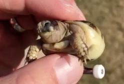 Мужчина оживил черепашку, приделав ей колесики вместо задних лапок (видео)