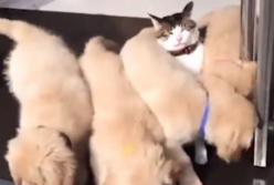 Кота окружили маленькие щенки (видео)