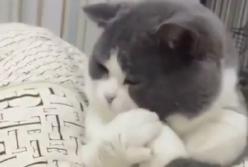 Кот отказал хозяину в рукопожатии и рассмешил Сеть (видео)