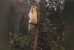 Белый медведь «самоизолировался» на верхушке дерева (видео)